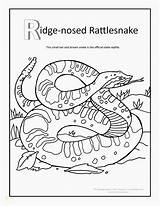 Coloring Rattlesnake Pages Ridge Printable Snake Diamondback Rattlesnakes Nosed Grand Canyon Rattle Colouring Tattletail Color Motorhome Print Kids Western Tattle sketch template