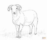 Sheep Drawing Coloring Pages Lamb Outline Bighorn Cartoon Drawings Desert Cute Getdrawings Ram sketch template