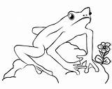 Frog Coloring Pages Frogs Outline Color Print Kids Template Cycle Printable Life Preschoolers Clipart Popular Drawings Library Lilypad sketch template