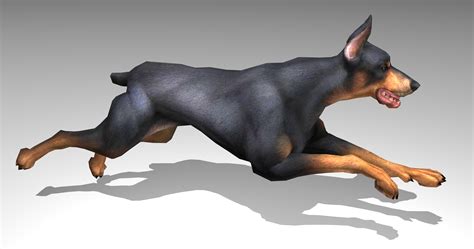 Doberman Animated 3d Model
