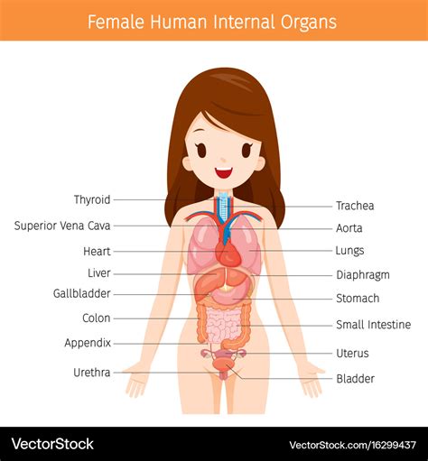 female human anatomy internal organs diagram vector image