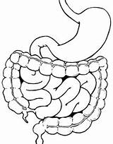 Boyau Intestine Intestines Abdomen sketch template