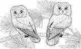 Bestappsforkids Owls Detailed Bird sketch template