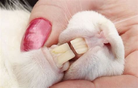 rabbit teeth pets amino