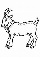 Coloring Goat Kids Pages Animal sketch template