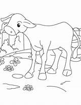 Calf Baby Coloring Pages sketch template