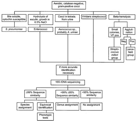Algorithm For The Identification Of Aerobic Catalase Negative