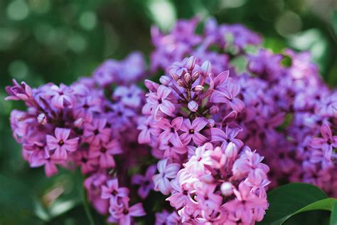 pastel lilacs photograph  becca buecher fine art america