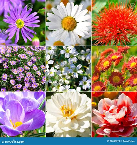 inzameling van verschillende bloemen stock foto image  lente