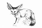 Fox Coloring Pages Ear Desert Wide Netart sketch template