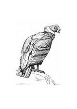 Condor Coloring Animal Vulture Painting Edupics Large sketch template