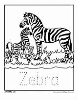 Coloring Zoo Zebra Pages Animal Baby Babies Animals Stripes Kids Sheet Jr Zebras Printable Letter Colouring Writing Practice Classroom Sheets sketch template