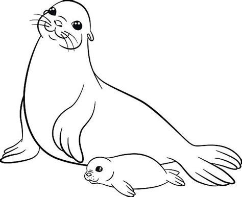 fur seal arctic illustrations royalty  vector graphics clip