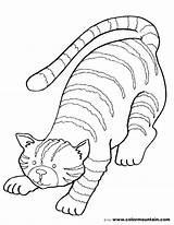 Tabby Cat Coloring Pages Printable Kitten Drawing Getcolorings Getdrawings sketch template