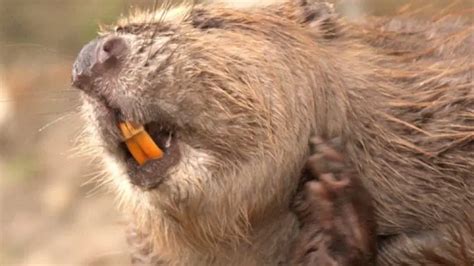 angry beaver holds man hostage 911 thinks it s a prank
