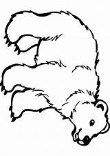 Bear Coloring Drawing Print Handout Below Please Click sketch template