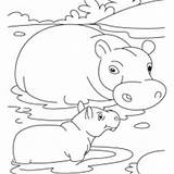 Hippo Swamp Coloring Mother Baby Netart sketch template