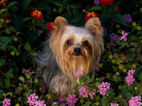 cutest yorkshire terrier puppies images pictures  animals