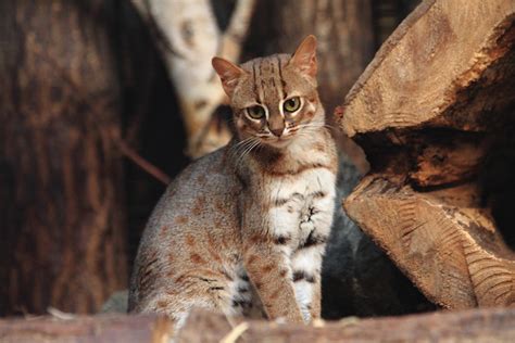rusty spotted     worlds smallest wild cat species weighing   pounds laptrinhx
