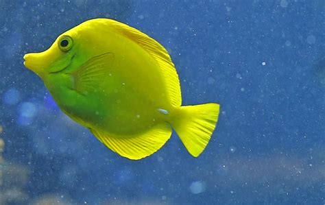 veja imagens de peixes em aquario  zoologico de viena fotos em natureza