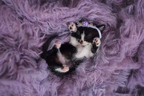 Newborn Kitten Photoshoot Kimberly Burleson Photography