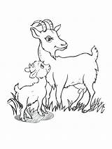 Goat Coloring Pages Baby Cute Boer Drawing Billy Printable Goats Getcolorings Getdrawings Color Mountain Three Colorings sketch template