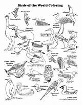 Coloring Bird Birds Printing Pdf sketch template
