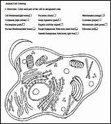 Organelles Prokaryote Cytology Typical Biologycorner Chessmuseum sketch template