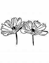 Cosmos Flower Coloring Two Pages sketch template
