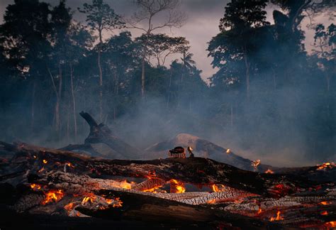 deforestation  amazon forest affecting brazils climate dynamite news