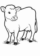 Coloring Pages Calf Printable Cow Pastures Green sketch template