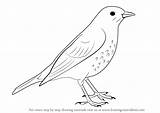 Thrush Song Draw Drawing Step Tutorials Birds Drawingtutorials101 sketch template