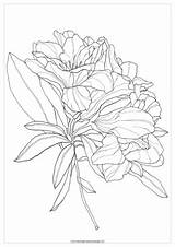 Rhododendron Magnolia sketch template
