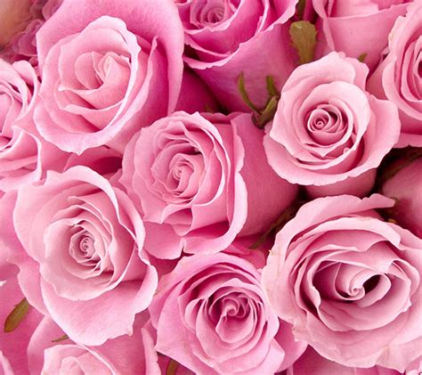 love and romance 51 pink roses 40 cm flowershopping gr