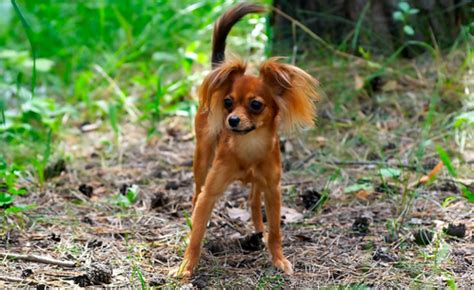 smallest dog breeds  existence