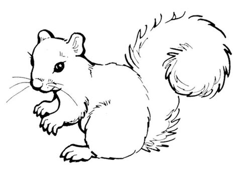 gambar cute squirrel coloring page clip art library pages  rebanas