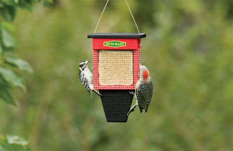 Discover Suet Shield Feeders For Fewer Refills In Any Season