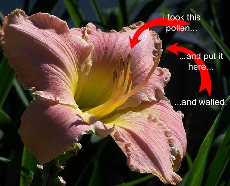 Flower Sex Daylily Haiku Thursday A Girl And Her Garden A