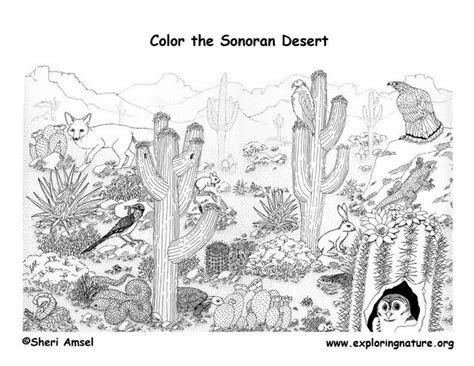 image detail  desert detailed coloring page exploring nature