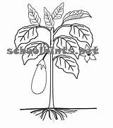 Roots Stem Coloring Tree Pages Plant Parts Fruits Leaves Grow Fruit Flowers Getcolorings Functions Identifying Their Has Ground Du sketch template