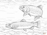Trout Coloring Pages Fish Rainbow Brown Printable Drawings Drawing Brook Adult Supercoloring Saltwater Colouring Fishing Color Wonderfully Book Crafts Template sketch template