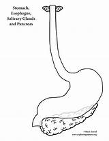 Digestive Organs Sistema Aparatos sketch template