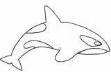 Orca Coloring Colorear Ballenas Designlooter Everfreecoloring sketch template