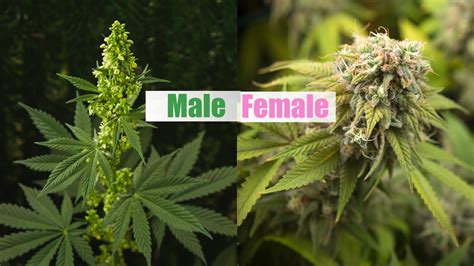 male vs female cannabis plant and sexing guide