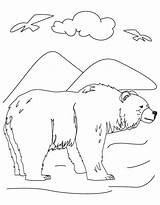 Bear Alabama State Coloring Mammal Symbols Pages Comments Popular Coloringhome sketch template