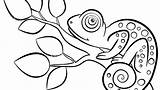 Chameleon Coloring Print Pages Printable Getcolorings sketch template