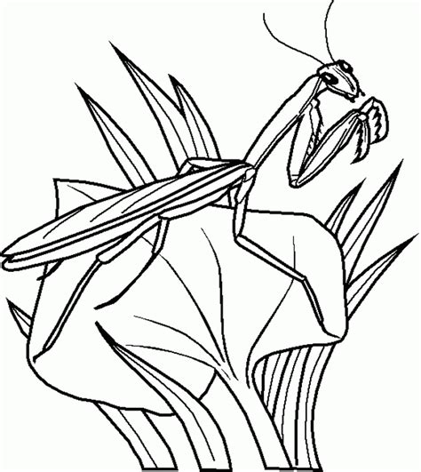 insects  kids coloring pages coloring home