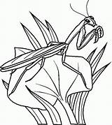 Coloring Insect sketch template
