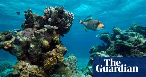 Virtual Diving Underwater Panoramas Of The Great Barrier