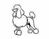 Poodle Coloring Toy Pages Snooty Coloringcrew Getcolorings Getdrawings sketch template
